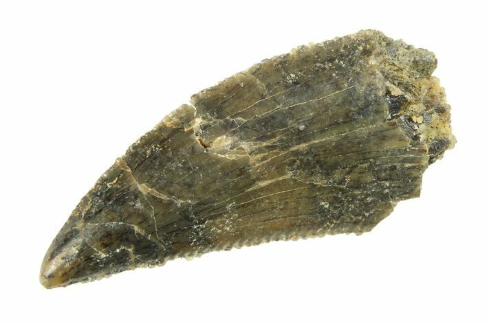 Serrated, Raptor Tooth - Real Dinosaur Tooth #295755